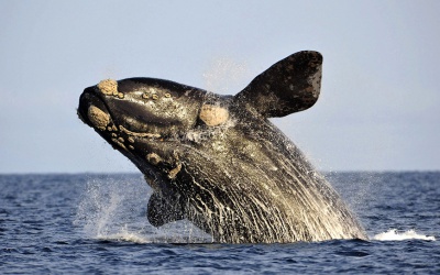 АВТОБУСНИЙ ТУР З КИЄВА 