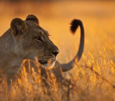 Картинка Four Seasons Safari Lodge (Танзания, Национальный парк Серенгети) 17 Фото Four Seasons Safari Lodge (Танзания, Национальный парк Серенгети) 17