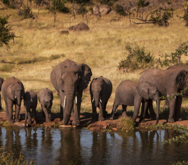 Картинка Four Seasons Safari Lodge (Танзания, Национальный парк Серенгети) 3 Фото Four Seasons Safari Lodge (Танзания, Национальный парк Серенгети) 3