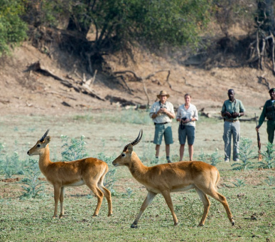 Картинка Luangwa River Lodge (Замбия, Национальный парк Южная Луангва) 12 Фото Luangwa River Lodge (Замбия, Национальный парк Южная Луангва) 12