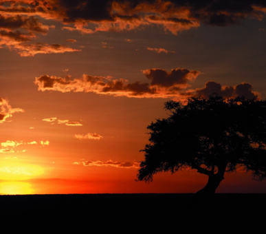 Картинка Fairmont Mara Safari Club (Кения, Национальный заповедник Масаи Мара) 9 Фото Fairmont Mara Safari Club (Кения, Национальный заповедник Масаи Мара) 9