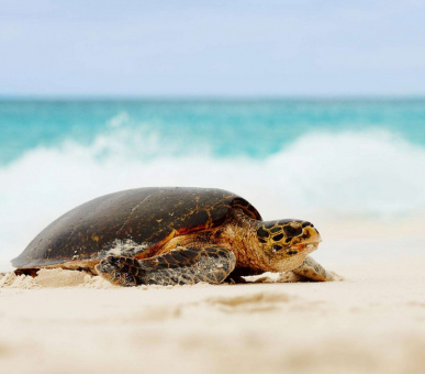 Картинка Fregate Island Private (Сейшельские острова, о. Остров Фрегат) 27 Фото Fregate Island Private (Сейшельские острова, о. Остров Фрегат) 27