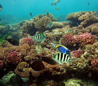 Картинка Fregate Island Private (Сейшельские острова, о. Остров Фрегат) 26 Фото Fregate Island Private (Сейшельские острова, о. Остров Фрегат) 26