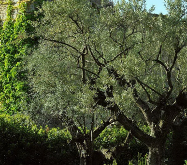 Фото Chateau Saint-Martin  7