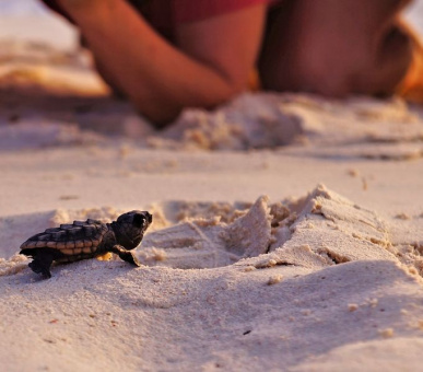 Картинка Acqualina Resort 23 Фото Acqualina Resort 23