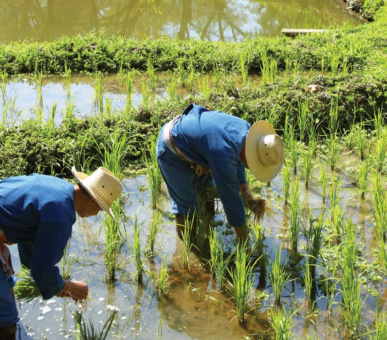 Картинка Four Seasons Resort Chiang Mai (Таиланд, Чиангмай, Чианграй) 43 Фото Four Seasons Resort Chiang Mai (Таиланд, Чиангмай, Чианграй) 43