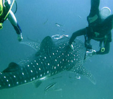 Картинка Sheraton Krabi Beach Resort (Таиланд, Краби) 15 Фото Sheraton Krabi Beach Resort (Таиланд, Краби) 15