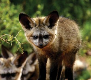 Картинка 1 Фото 1