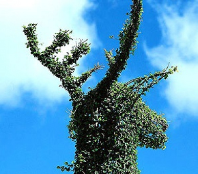 Картинка 9 Фото 9