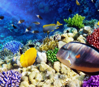 Картинка Vinpearl Resort Phu Quoc (Вьетнам, Остров Фукуок) 8 Фото Vinpearl Resort Phu Quoc (Вьетнам, Остров Фукуок) 8