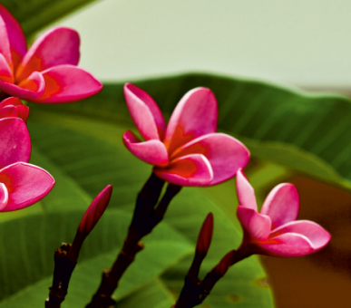 Картинка Carnoustie Beach Resort 40 Фото Carnoustie Beach Resort 40