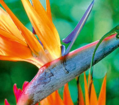 Картинка Carnoustie Beach Resort 37 Фото Carnoustie Beach Resort 37