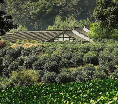 Картинка Four Seasons Hotel Hangzhou at West Lake (Китай, Ханчжоу) 19 Фото Four Seasons Hotel Hangzhou at West Lake (Китай, Ханчжоу) 19