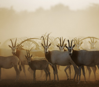 Картинка Desert Islands Resort 28 Фото Desert Islands Resort 28