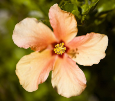 Фото Romazzino (Италия, о. Сардиния - Изумрудный берег) 20