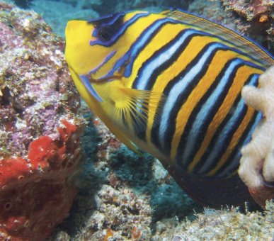 Картинка Tsarabanjina Madagascar (, Мадагаскар) 9 Фото Tsarabanjina Madagascar (, Мадагаскар) 9