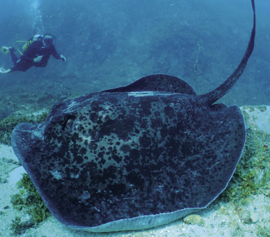 Картинка Tsarabanjina Madagascar (, Мадагаскар) 8 Фото Tsarabanjina Madagascar (, Мадагаскар) 8