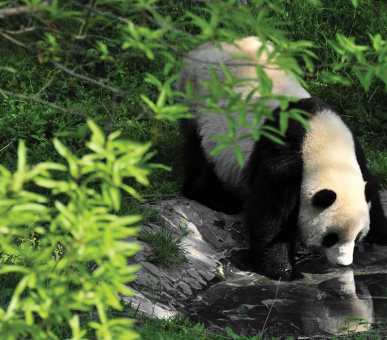 Картинка Six Senses Qing Cheng Mountain (Китай, Чэнду) 7 Фото Six Senses Qing Cheng Mountain (Китай, Чэнду) 7