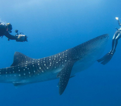 Картинка Four Seasons Resort Maldives At Landaa Giraavaru (, Мальдивские острова) 5 Фото Four Seasons Resort Maldives At Landaa Giraavaru (, Мальдивские острова) 5