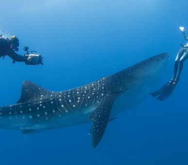 Картинка Круиз Four Seasons Explorer (, Мальдивские острова) 8 Фото Круиз Four Seasons Explorer (, Мальдивские острова) 8