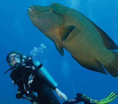 Картинка Круиз Four Seasons Explorer (, Мальдивские острова) 16 Фото Круиз Four Seasons Explorer (, Мальдивские острова) 16