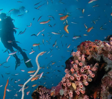 Картинка Круиз Four Seasons Explorer (, Мальдивские острова) 12 Фото Круиз Four Seasons Explorer (, Мальдивские острова) 12