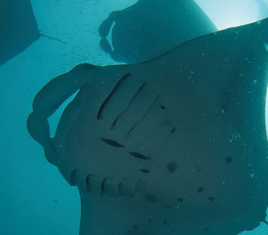 Картинка Круиз Four Seasons Explorer (, Мальдивские острова) 14 Фото Круиз Four Seasons Explorer (, Мальдивские острова) 14