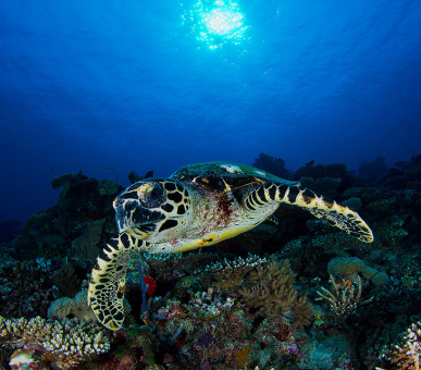 Картинка Vakkaru Maldives 55 Фото Vakkaru Maldives 55