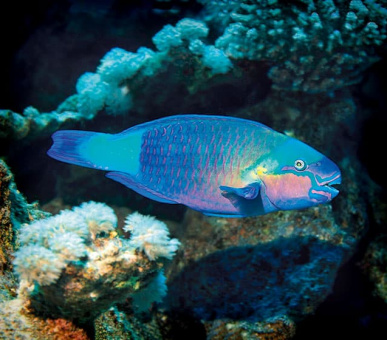 Картинка Vakkaru Maldives 34 Фото Vakkaru Maldives 34