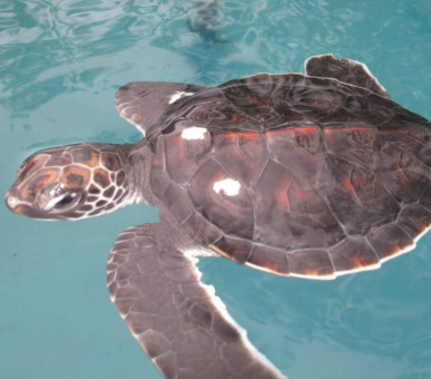 Фото Four Seasons Resort Maldives At Kuda Huraa (, Мальдивские острова) 3