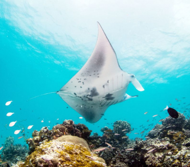 Фото InterContinental Maldives Maamunagau Resort 13