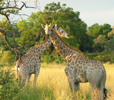 Картинка Belmond Eagle Island Lodge (Ботсвана, Дельта Окаванго и Парк Мореми) 10 Фото Belmond Eagle Island Lodge (Ботсвана, Дельта Окаванго и Парк Мореми) 10