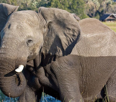 Картинка Belmond Eagle Island Lodge (Ботсвана, Дельта Окаванго и Парк Мореми) 12 Фото Belmond Eagle Island Lodge (Ботсвана, Дельта Окаванго и Парк Мореми) 12