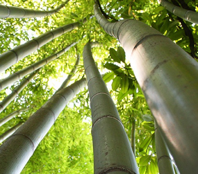 Картинка Grand Hotel Des Iles Borromees (Италия, Озеро Лаго Маджоре) 13 Фото Grand Hotel Des Iles Borromees (Италия, Озеро Лаго Маджоре) 13