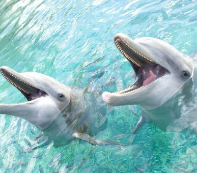 Картинка InterContinental Resort 46 Фото InterContinental Resort 46