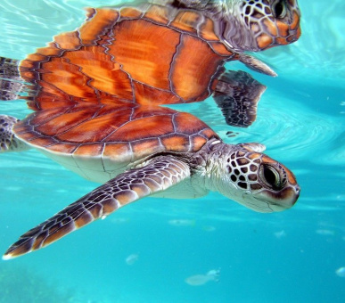 Картинка InterContinental Resort 45 Фото InterContinental Resort 45