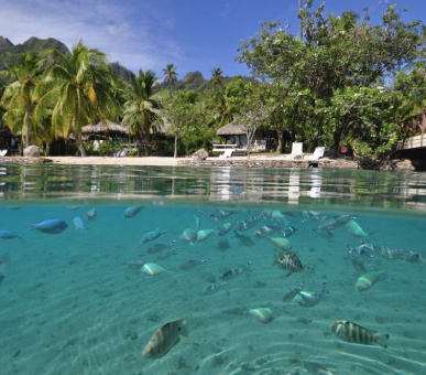 Картинка InterContinental Resort 41 Фото InterContinental Resort 41