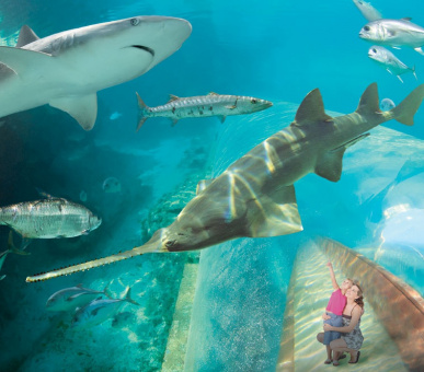 Картинка Atlantis Paradise Island Resort (Багамские острова, Нассау, о. Парадиз, о. Нью-Провиденс) 28 Фото Atlantis Paradise Island Resort (Багамские острова, Нассау, о. Парадиз, о. Нью-Провиденс) 28