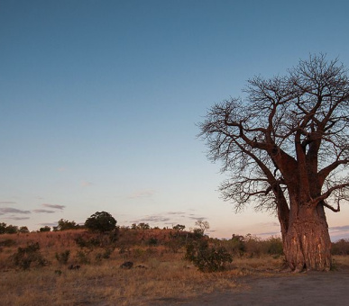 Картинка Belmond Savute Elephant Lodge (Ботсвана, Дельта Окаванго и Парк Мореми) 3 Фото Belmond Savute Elephant Lodge (Ботсвана, Дельта Окаванго и Парк Мореми) 3