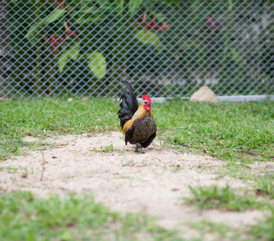 Картинка Santiburi Beach Resort Golf Spa 14 Фото Santiburi Beach Resort Golf Spa 14