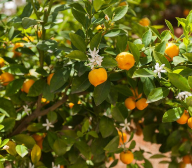 Картинка Four Seasons Hotel Firenze (Италия, Флоренция) 5 Фото Four Seasons Hotel Firenze (Италия, Флоренция) 5