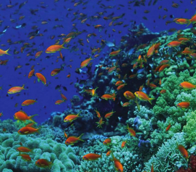 Картинка Four Seasons Resort Sharm El Sheikh 4 Фото Four Seasons Resort Sharm El Sheikh 4