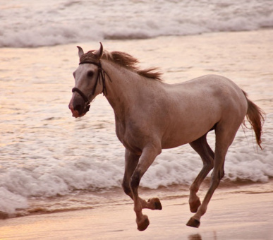 Фото Heritance Ahungalla (Шри Ланка, Юго-Западное побережье) 7