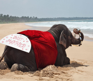 Фото Heritance Ahungalla (Шри Ланка, Юго-Западное побережье) 10