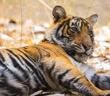 Картинка Aman-i-Khas (Индия, Раджастан) 13 Фото Aman-i-Khas (Индия, Раджастан) 13