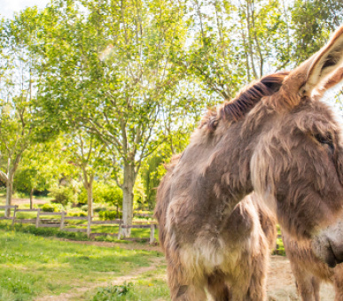 Фото La Bastide de Moustiers 18