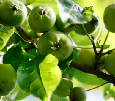 Фото La Bastide de Moustiers 12