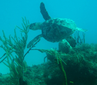 Фото Carl Gustaf (, Сен-Бартельми) 49