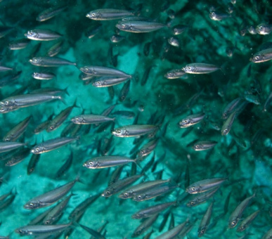 Фото Carl Gustaf (, Сен-Бартельми) 48