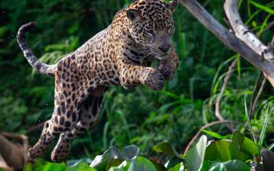 Відкриваємо Амазонію разом!